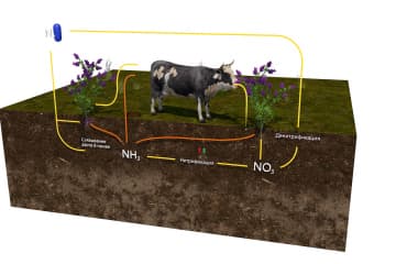 The nitrogen cycle