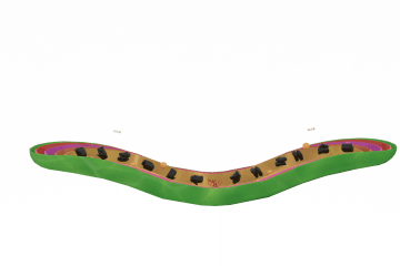 Fusobacterium
