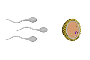Oocyte fertilization