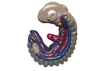 Stages of development of the embryo and fetus
