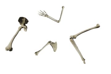 Various types of joints: spherical, block-shaped, ellipsoid, cylindrical.