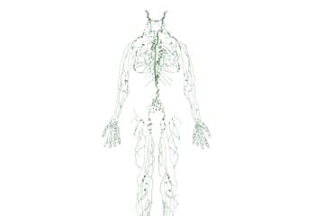The lymphatic system. Lymph.