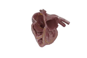 Heart automaticity