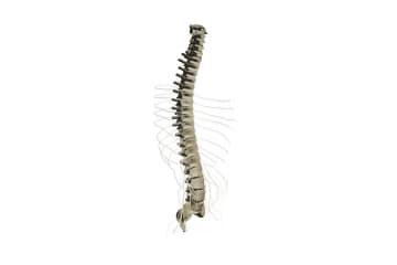 Spinal cord sections