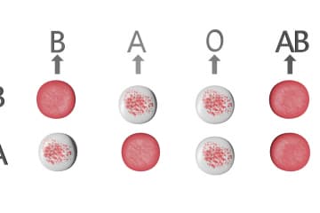 The mechanism for determining human blood groups