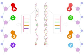 Nucleotide structure