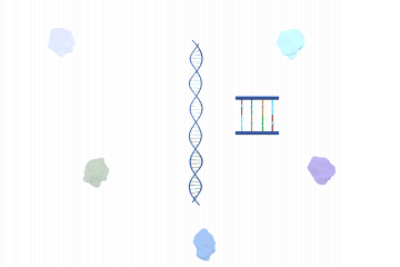DNA replication