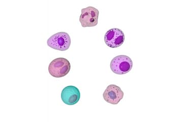 Innate immunity
