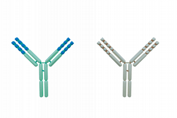 Monoclonal antibodies