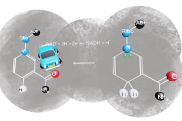 NAD+ and FAD oxidation and reduction reactions