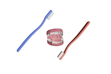 The structure and function of the teeth. Their hygiene.