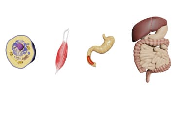 Fabric, organ, system of organs