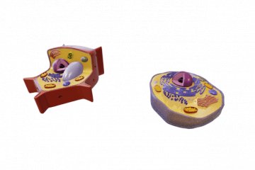 Comparison of vegetable and animal cells