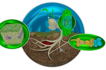 Transpiration stream
