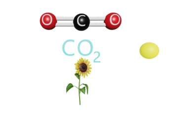 Photosynthesis – energy transition process
