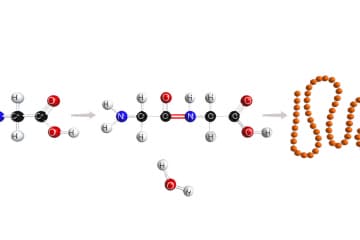 Amino acids, proteins and peptide communication
