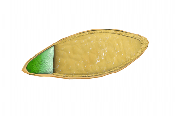 The role of Gibberlinlin in seed germination