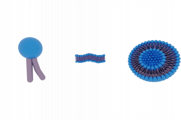 Phospholipid