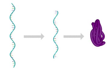 RNA processing