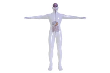 Functions of the organs of the digestive system