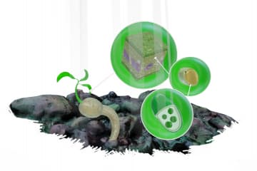 Introduction to photosynthesis