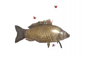 Excretory system of a freshwater fish