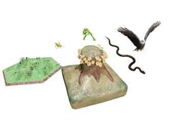 Food chain