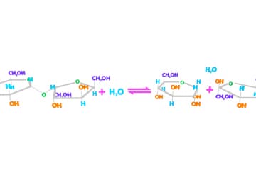 Disaccharides and glycosidic bond formation