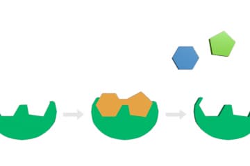 Factors affecting the work of enzymes