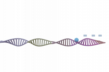 Gene control in prokaryotes