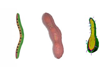 Bacteria. Classification and features.