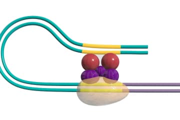 Control of genes in eukaryotes