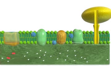 Light phase photosynthesis