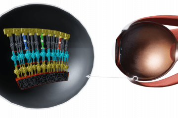 Vision. The structure of the organs of vision