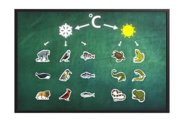 Determination of plant and animal species (local region) using a key