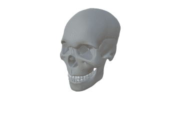 Skull