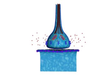 Synapse