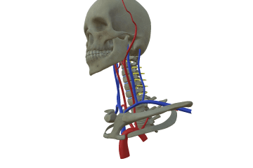 Cervical vertebrae