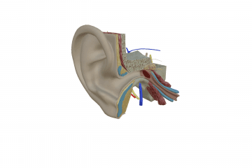 Ear