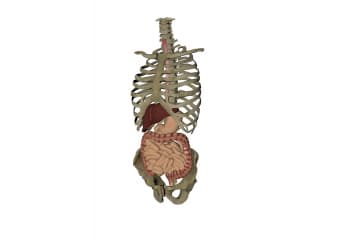 Digestive system