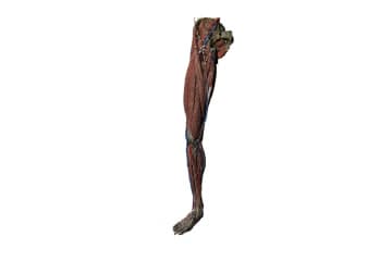 Lower limb