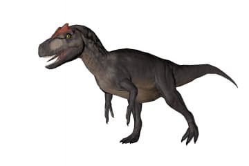 Allosaurus
