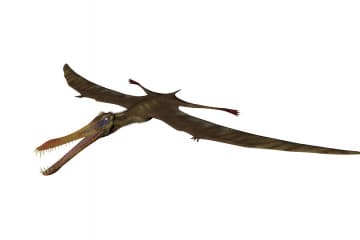Pterosaur
