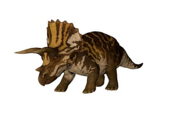Triceratops