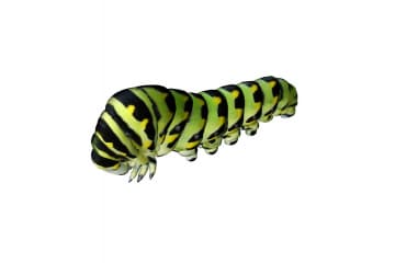 Caterpillar larva