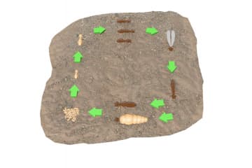 Termites