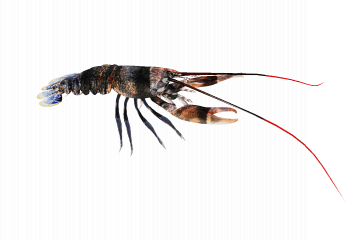 Lobster