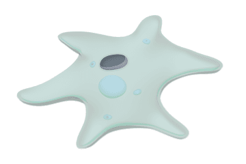 Amoeba