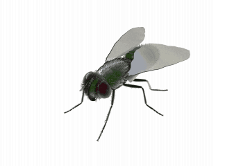 Housefly
