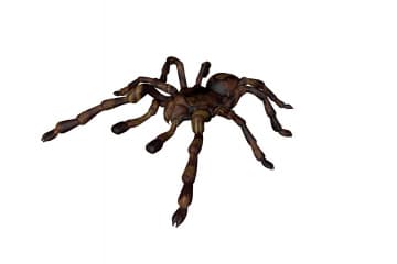 Tarantula